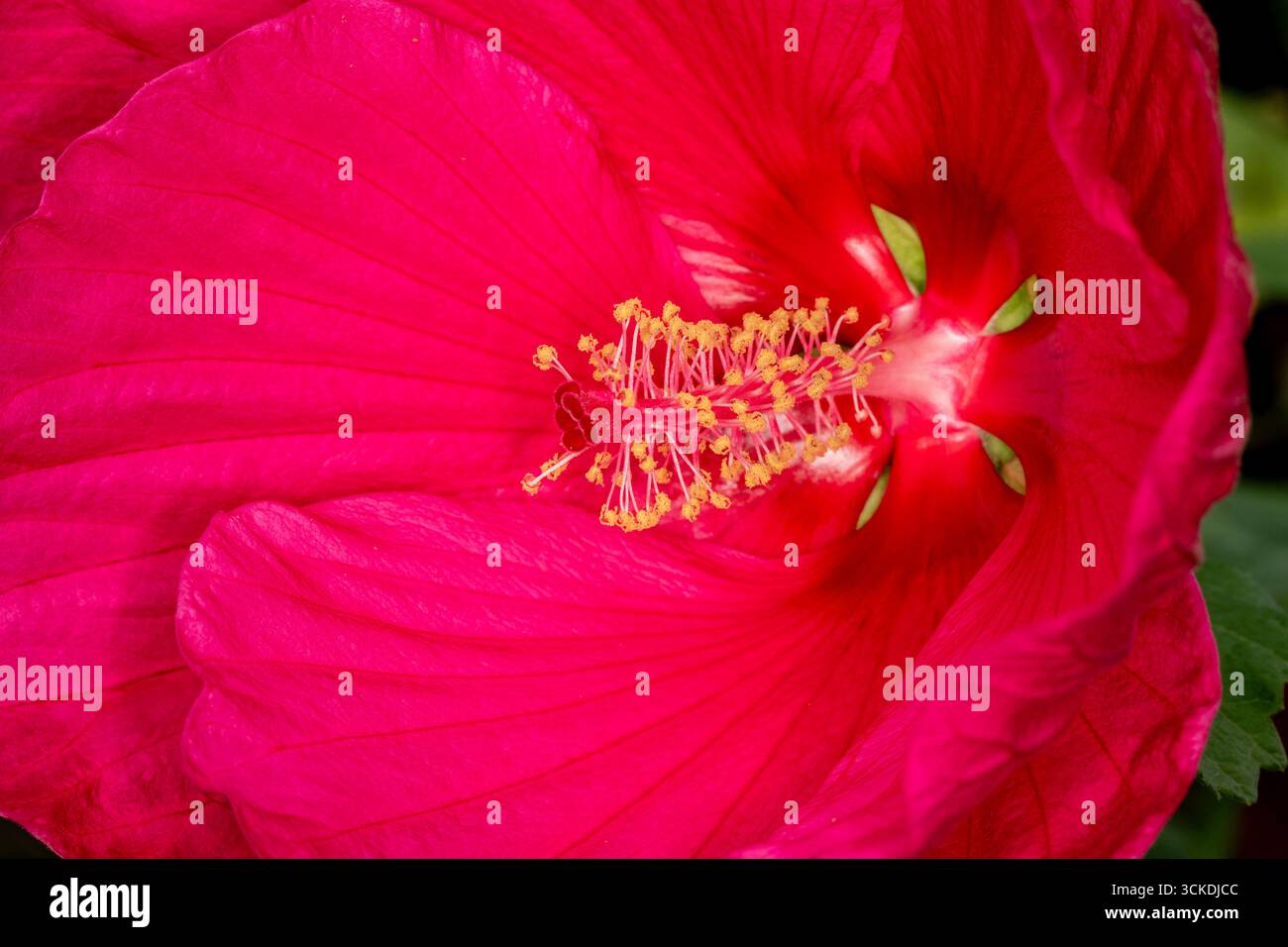Natürliche extrem nahe blühende Pflanze Detail des absolut atemberaubenden Hibiskus „Extreme Hot Pink“. Traditionell, geschätzt, tropisch, unvergesslich Stockfoto