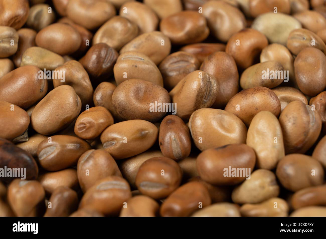 Ganze getrocknete rohe, ungekochte vicia faba Bohnen Makro. Stockfoto