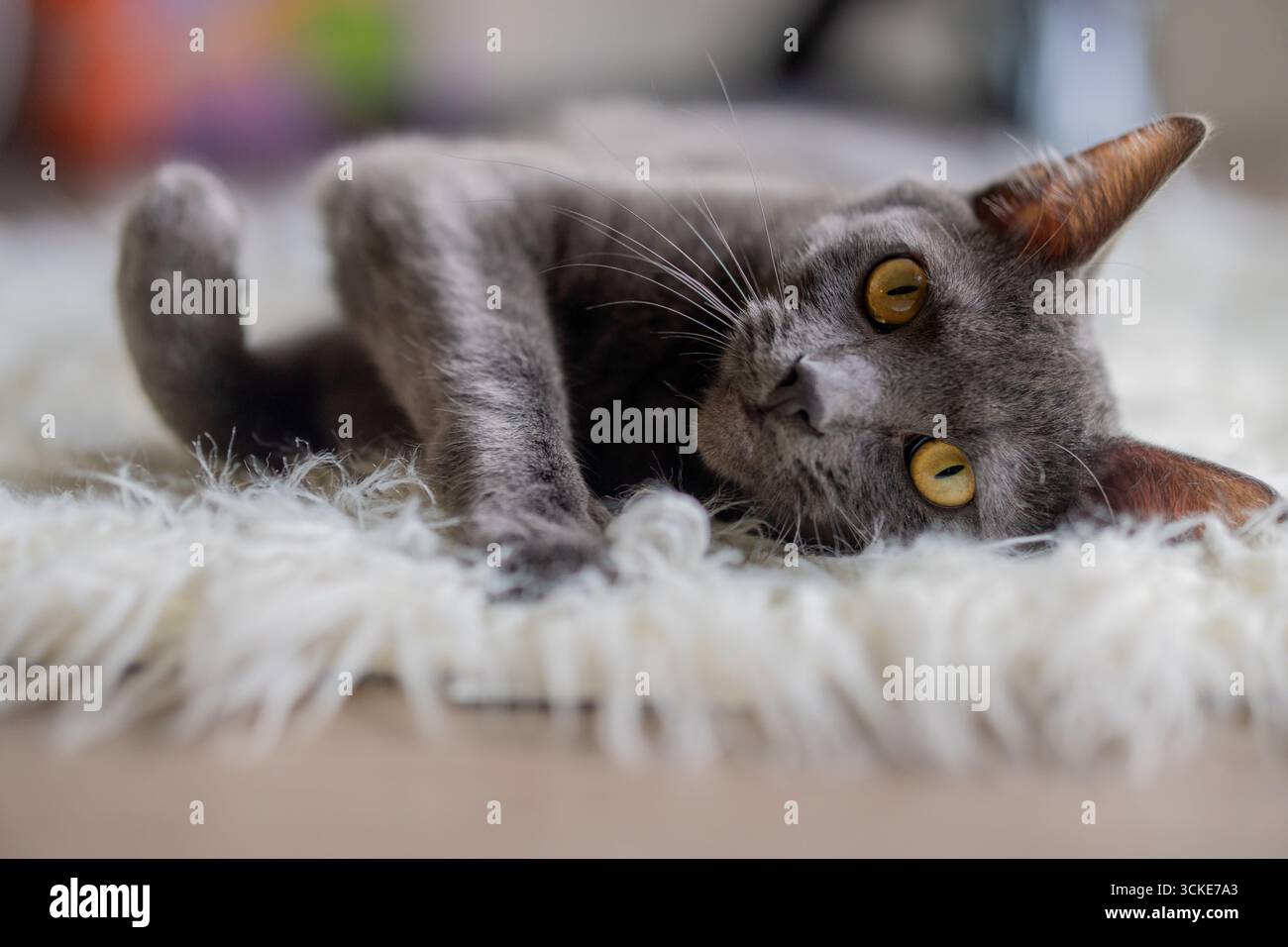 Eine graue russische blaue Mischkatze schaut in die Kamera, während sie auf ihrer Seite auf einem flauschigen weißen Teppich liegt. Stockfoto