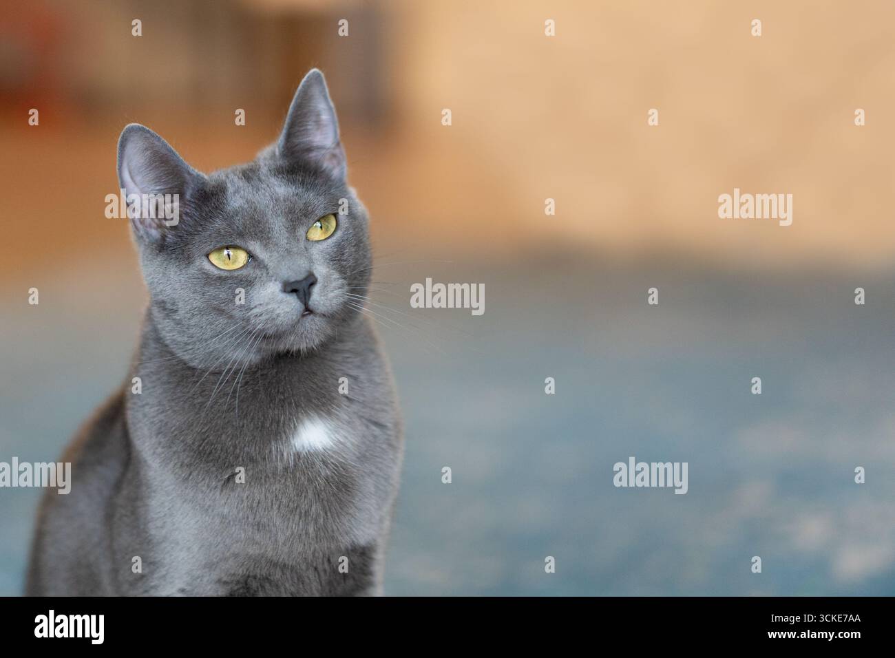 Eine graue russische blaue Mischkatze schaut nach rechts, während sie auf einem blauen Teppich sitzt und Platz für Kopien hat. Stockfoto