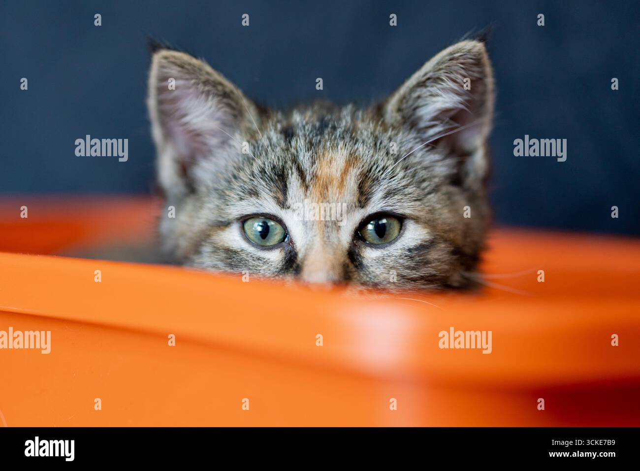 Ein Tabico (Tabby und Calico) Kätzchen blickt über den Rand eines orangen Spielzeugwagens. Stockfoto