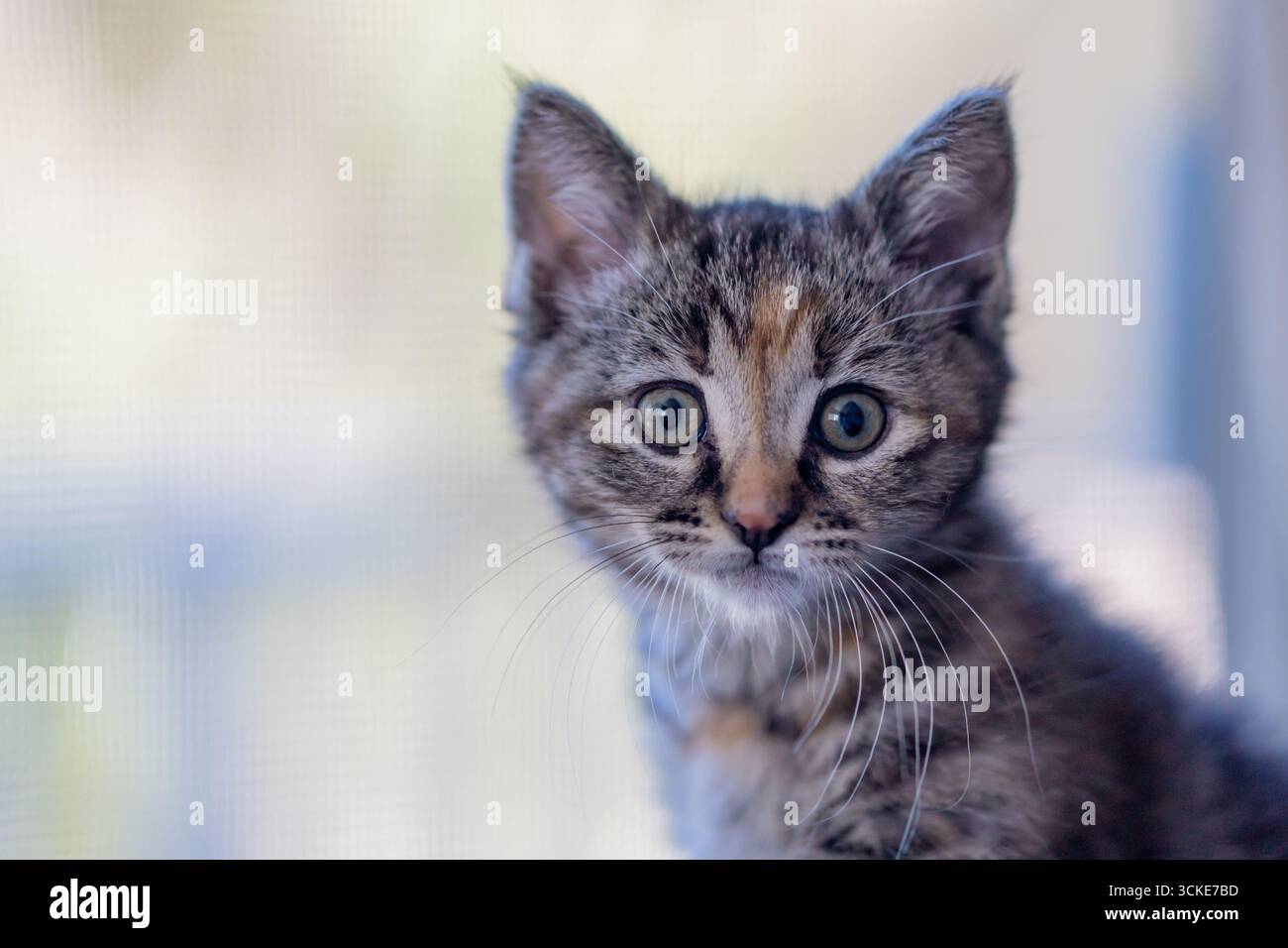 Ein Tabico-Kätzchen (Tabby und Calico) blickt in die Kamera, während er vor einem Fenster posiert. Stockfoto