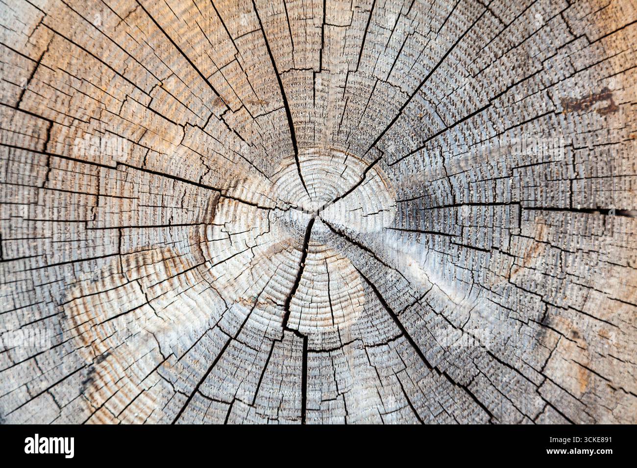 Die Textur des geschnittenen Baumes mit Wachstumsringen. Querschnitt eines Baumes, Nahaufnahme. Stockfoto