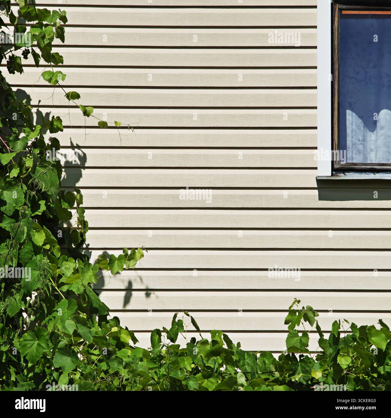Sonnendurchflutete beige Wand, Fenster und grüne Traubenblätter Stockfoto