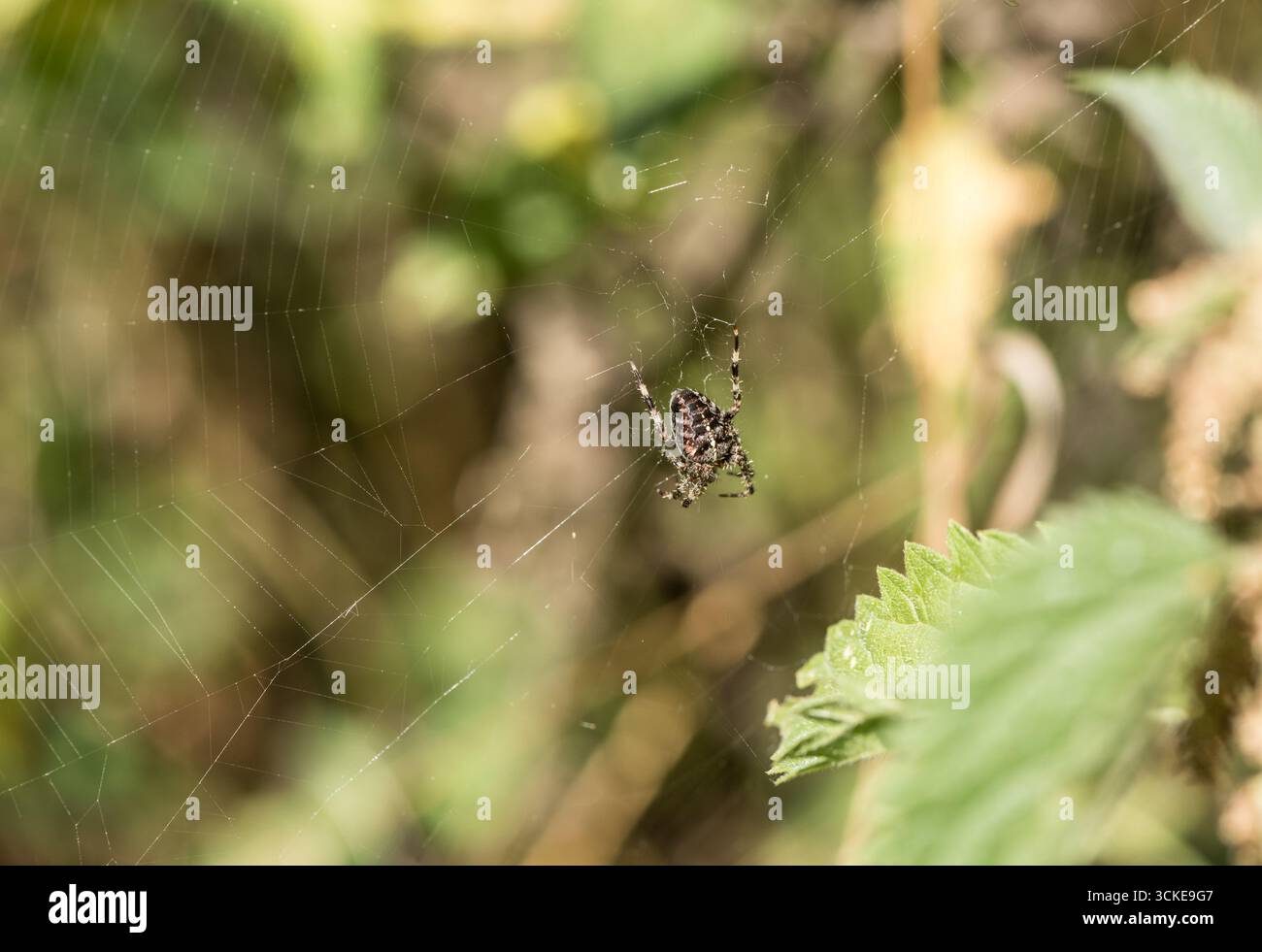 Europäische Gartenspinne Araneus diadematus) auf einem Web bei Rye Meads, Herts Stockfoto