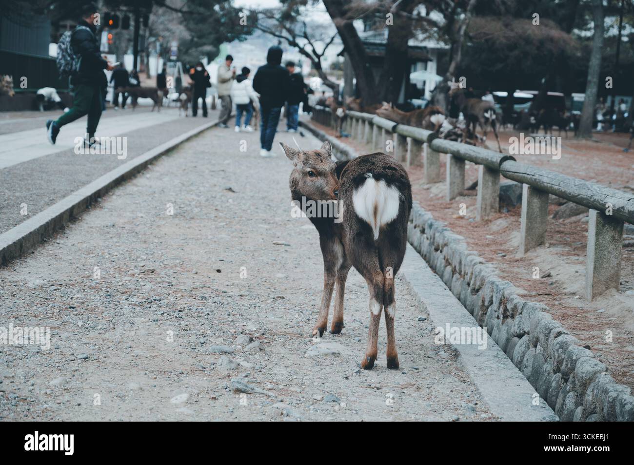 Neugierige Hirsche halten auf einem Pfad im Nara Park und blicken zurück, während Besucher in der Nähe spazieren Stockfoto