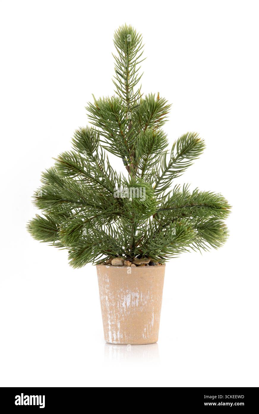 Ein kleiner künstlicher Kiefer im Topf, perfekt für die Weihnachtsdekoration auf der Tischplatte, isoliert auf weißem Hintergrund. Stockfoto