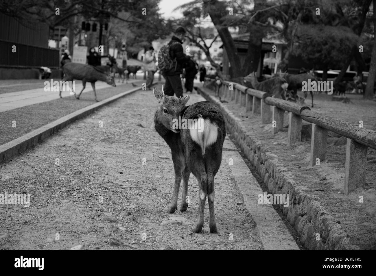 Neugierige Hirsche halten auf einem Weg im Nara Park in Schwarz-weiß Stockfoto