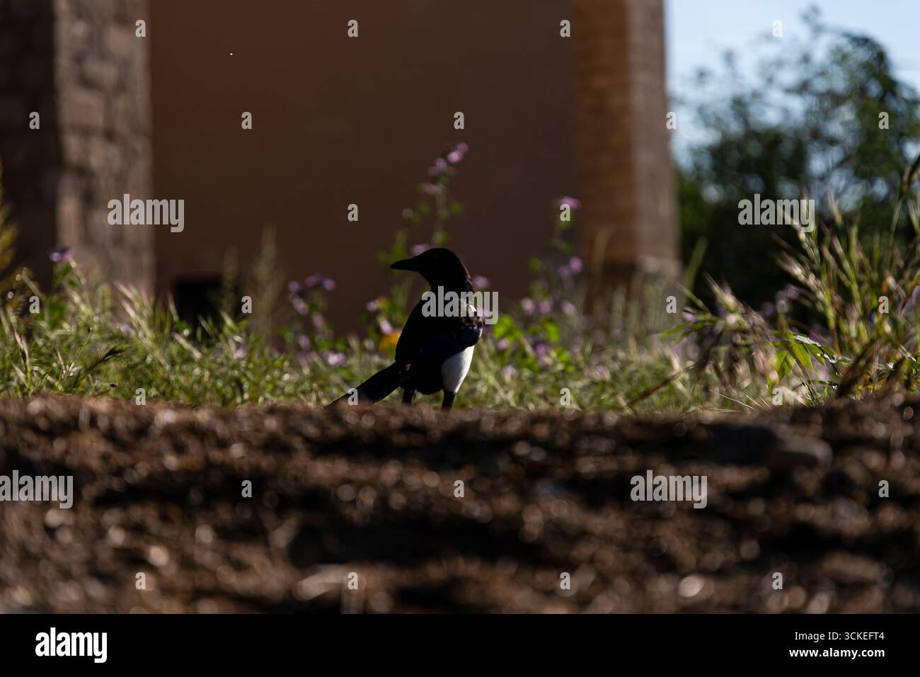 Ein schwarz-weißer Vogel sucht im hohen Gras nach Nahrung, während die Sonne hinter einem rustikalen Gebäude untergeht. Stockfoto