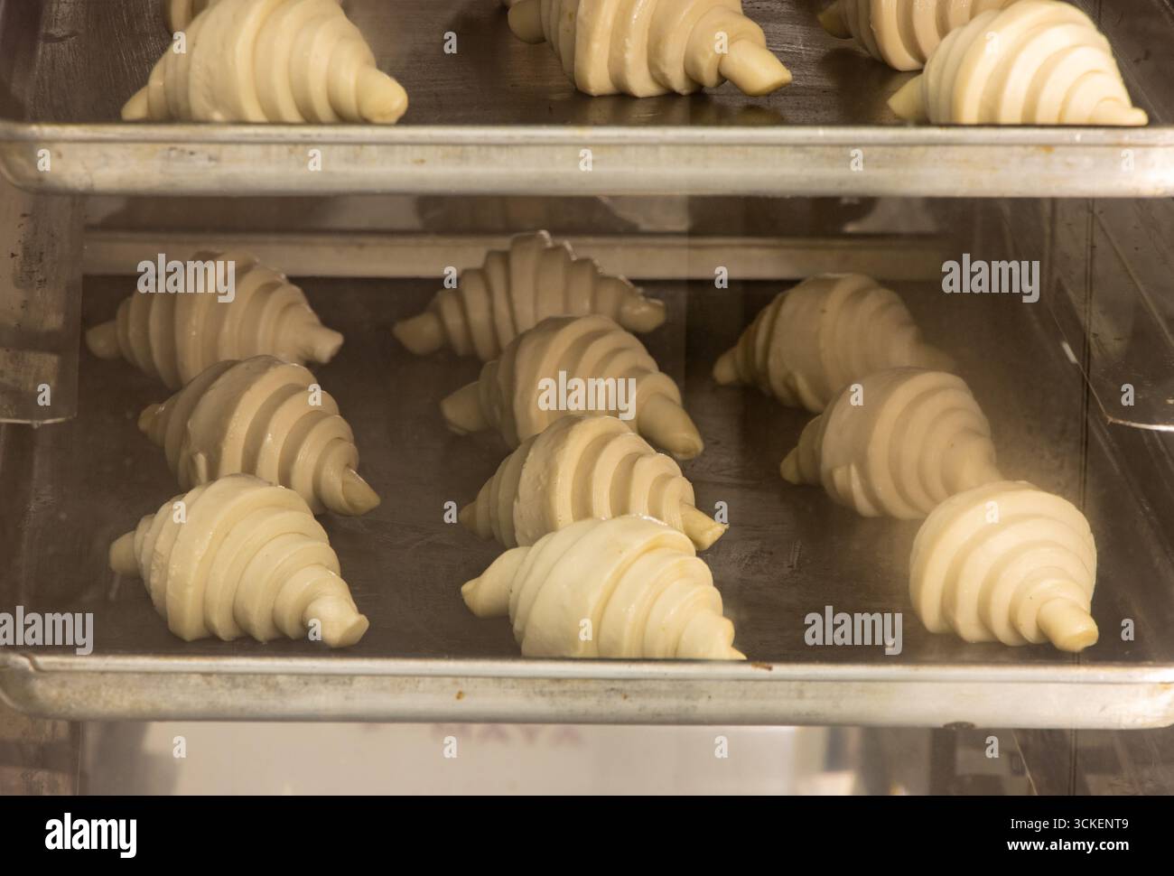 Croissants backen im Ofen auf einem Tablett Stockfoto