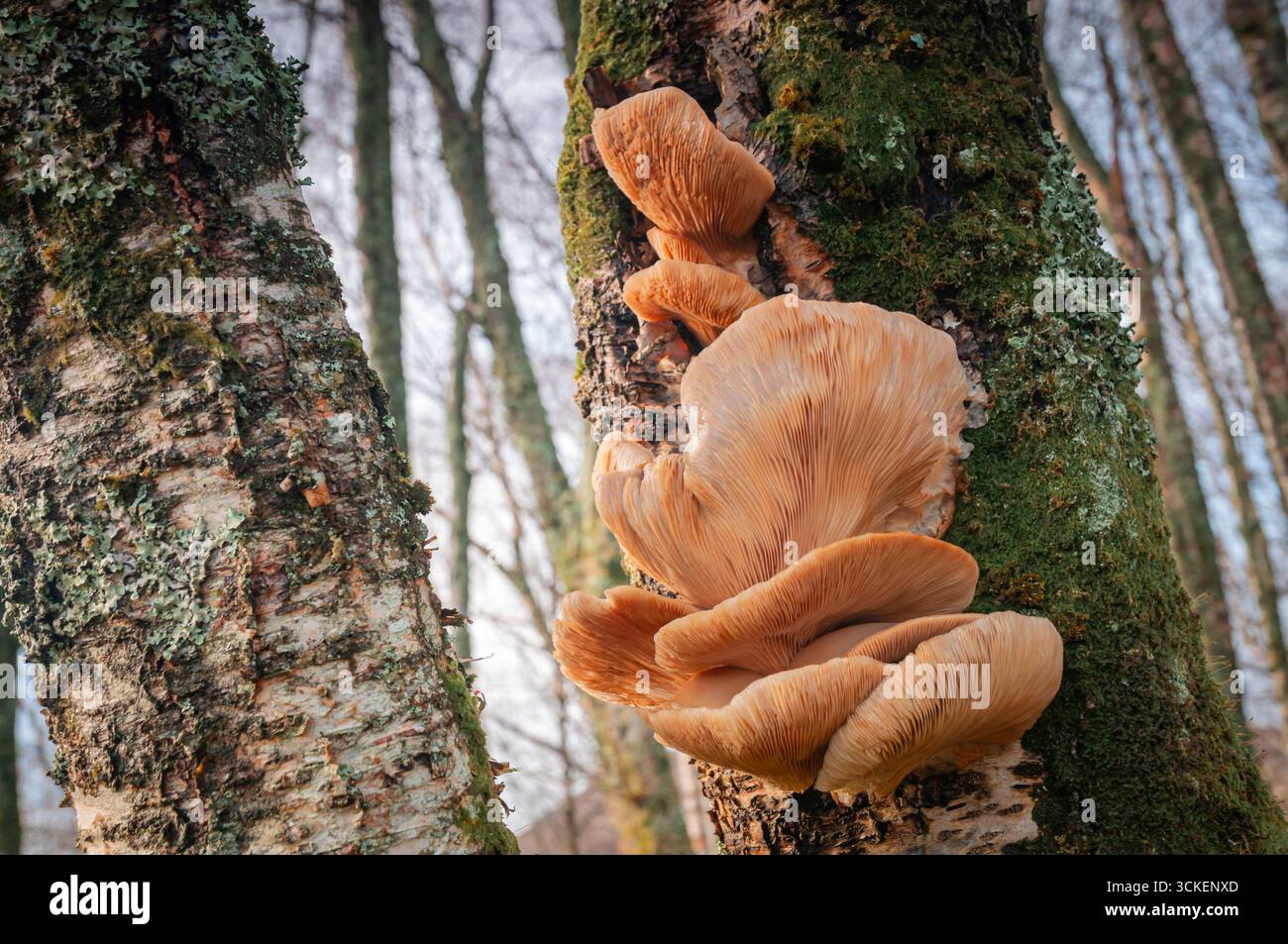 Ein HDR-Bild des Austernpilzes Pleurotus ostreatus, der auf einer Silberbirke wächst, Betula pendula in schottischen Wäldern. 31. Dezember 2015 Stockfoto