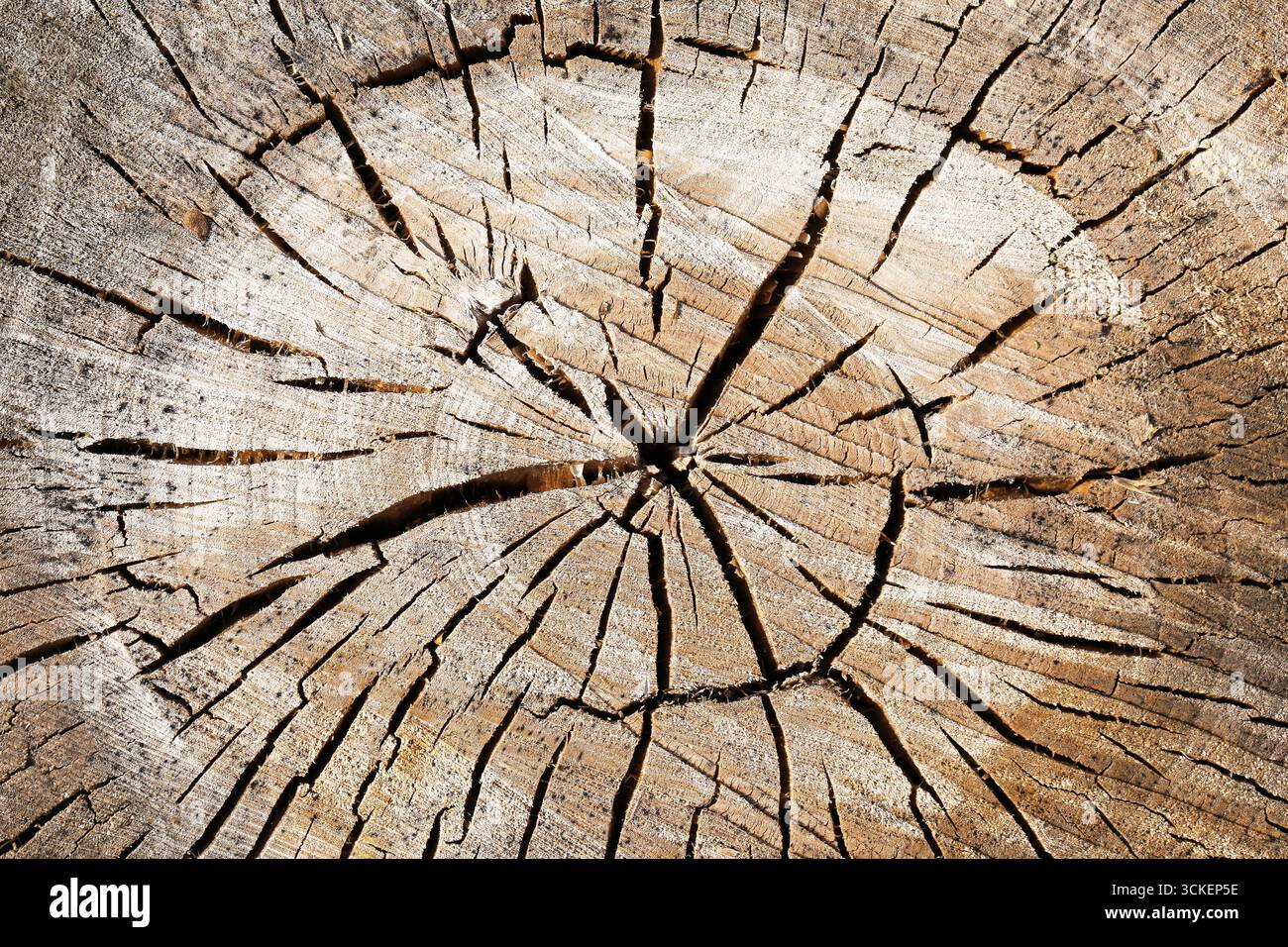 Querschnitt des Baumstamms. Details zu jährlichen Klingeln. Nahaufnahme mit natürlicher Holzstruktur. Hintergrund des Wachstumsmusters. Organisches Material für Design und Studium. Stockfoto