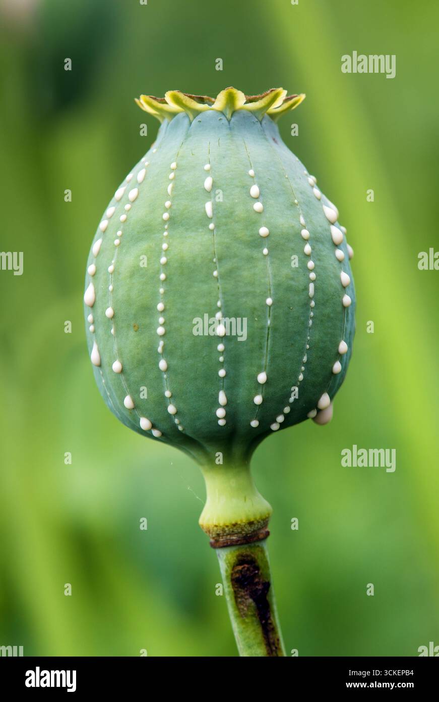 Opiummohnkopf, lateinisch Papaver somniferum, unreifer Mohnkopf mit Tropfen Opiummilchlatex auf grünem Hintergrund Stockfoto