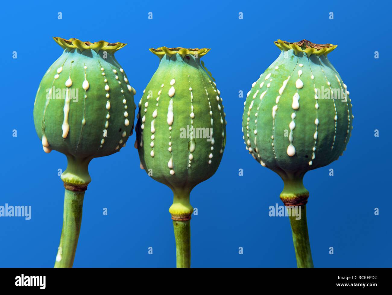 Detail von Opiummohnköpfen, lateinisch Papaver somniferum, unreife Mohnköpfe mit Tropfen Opiummilchlatex, drei Mohnkapseln isoliert auf blauem Ba Stockfoto