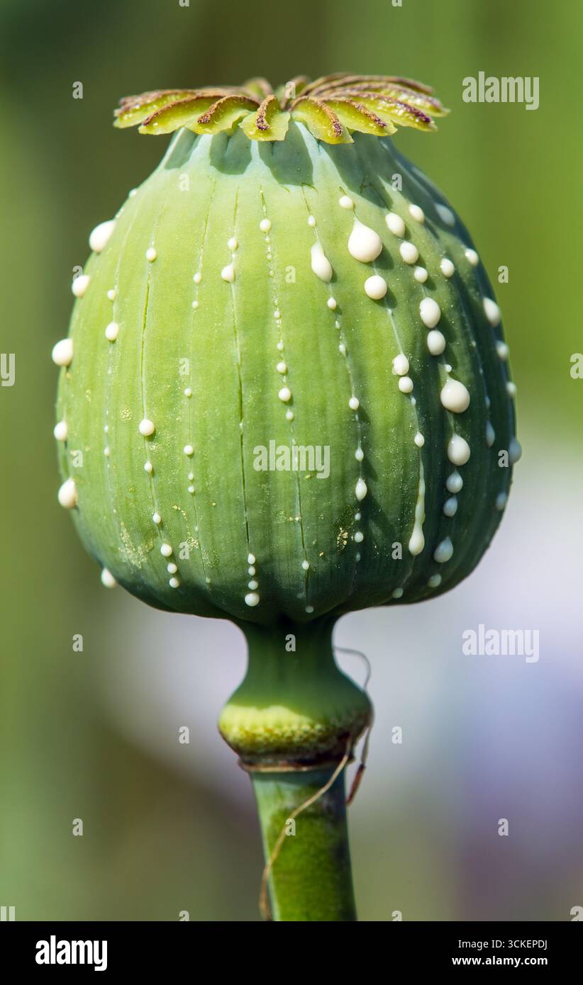 Opiummohnkopf, lateinisch Papaver somniferum, unreifer Mohnkopf mit Tropfen Opiummilchlatex auf grünem Hintergrund Stockfoto