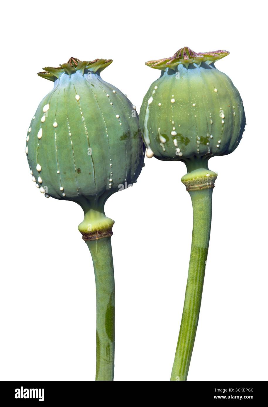Detail von Opiummohnköpfen, lateinisch Papaver somniferum, unreife Mohnköpfe mit Tropfen Opiummilchlatex, zwei Mohnkapseln isoliert auf weißem bac Stockfoto