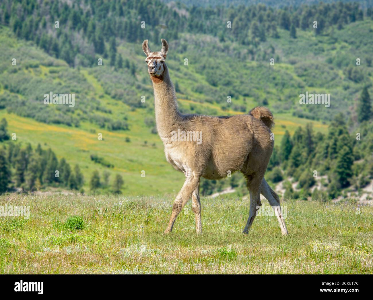 Klassischer Llama für Erwachsene auf malerischer Almweide Stockfoto