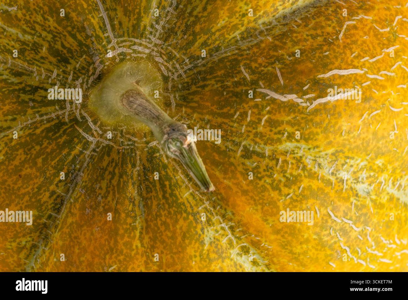 Nahaufnahme der gelben Melone als Hintergrund. Makro Stockfoto