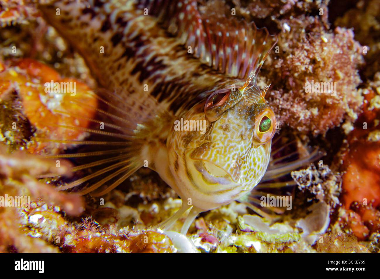 Parablennius gattorugine - Tompot blenny Stockfoto