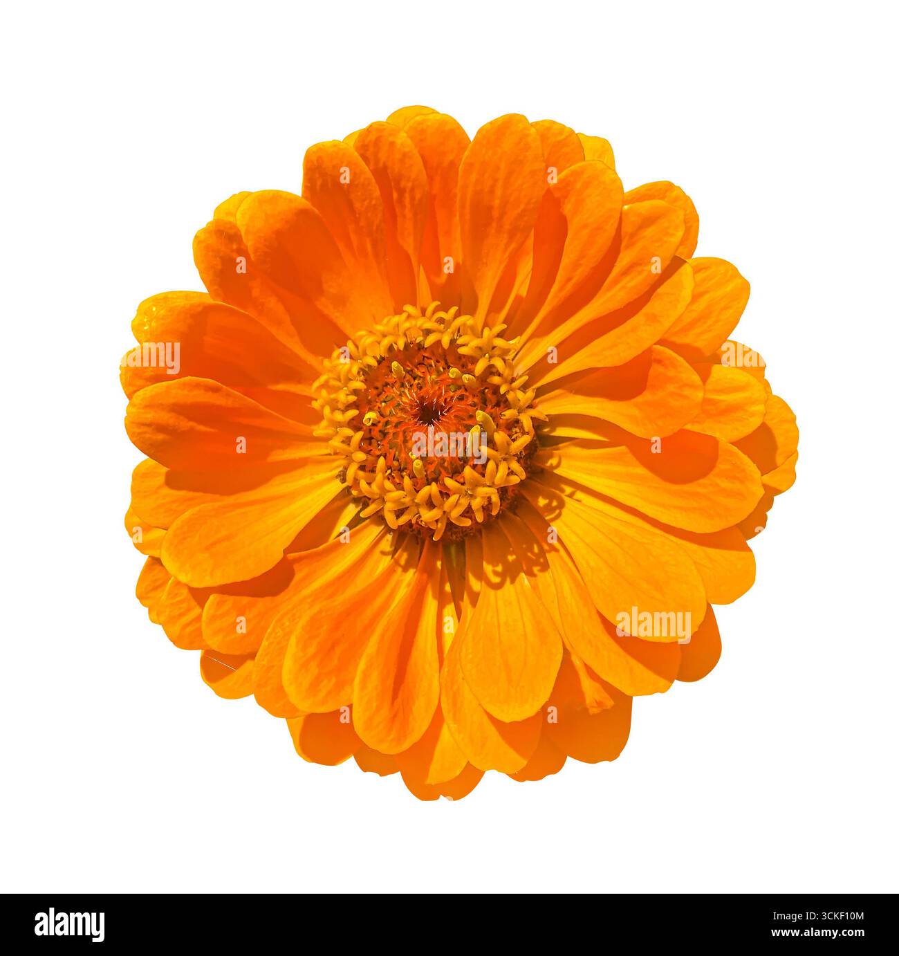 Nahaufnahme einer leuchtend orangefarbenen Zinnienblüte, isoliert auf weißem Hintergrund mit Schnittpfad. Blumendesign-Element für Karten, Einladungen, po Stockfoto