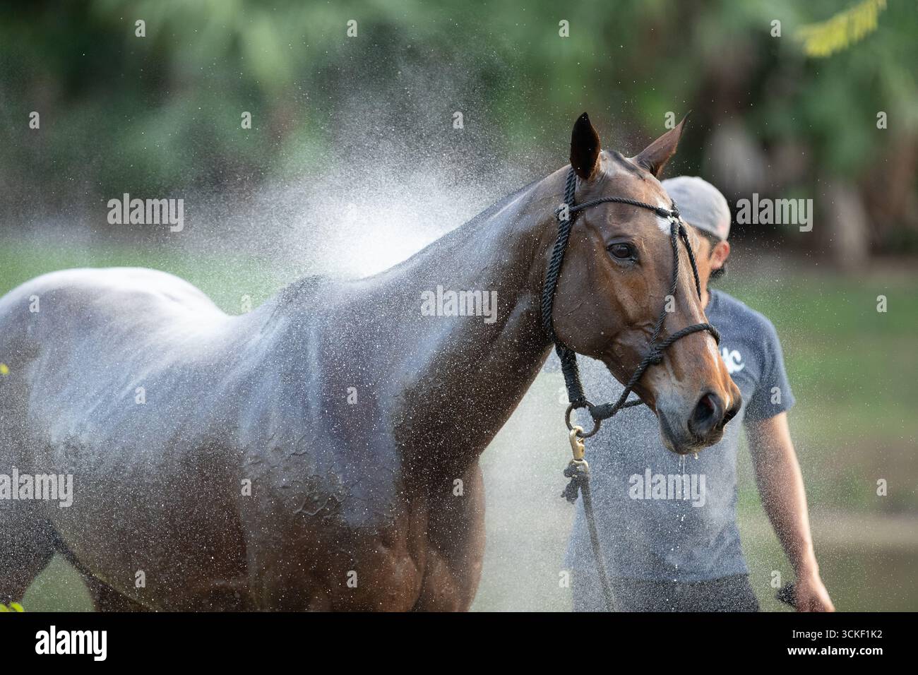 „Das Pferd wird nach einem Polospiel gewaschen und abgekühlt. Pferdepflege und Nachspielroutine in Aktion.“ Stockfoto