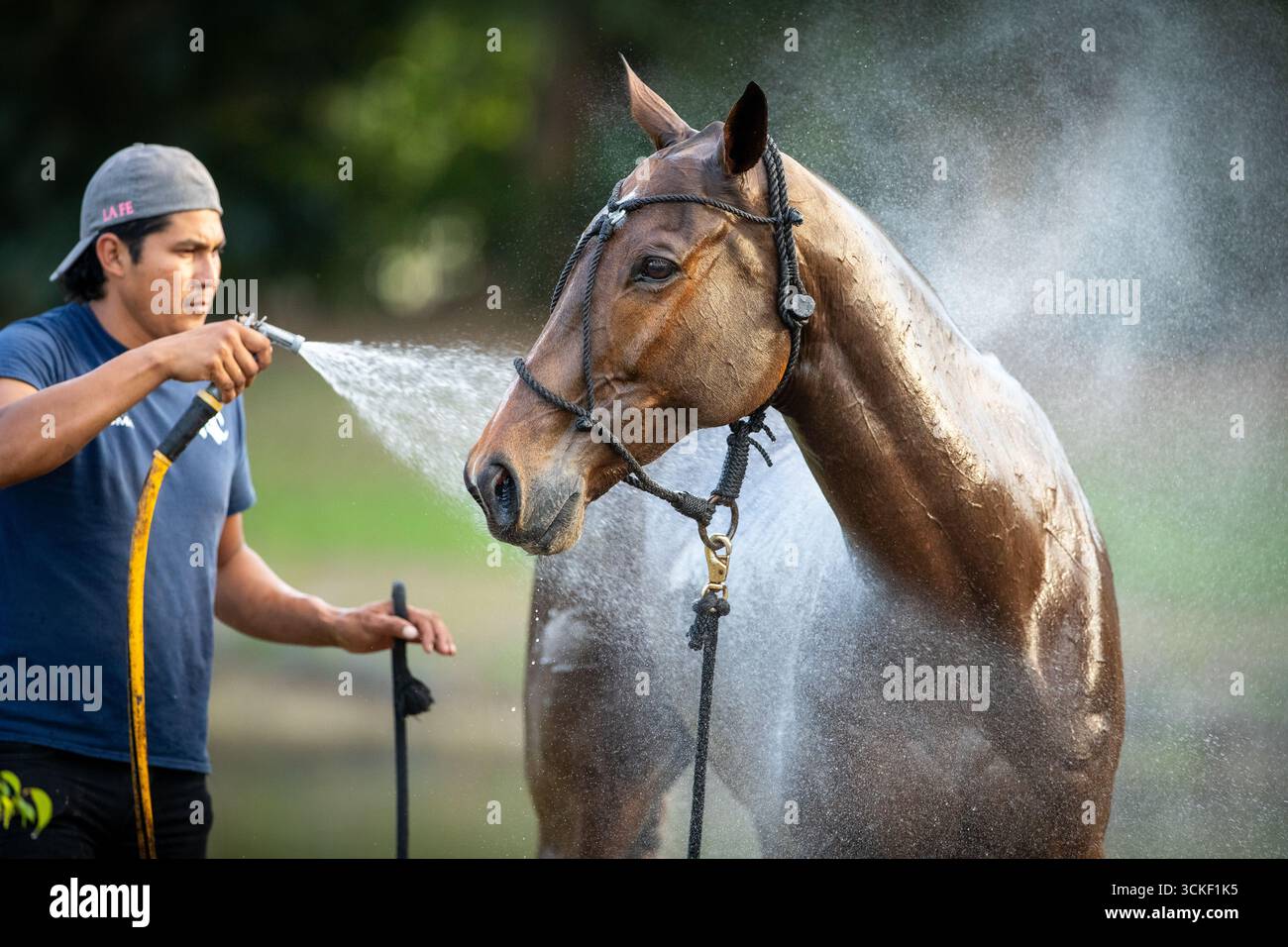 „Das Pferd wird nach einem Polospiel gewaschen und abgekühlt. Pferdepflege und Nachspielroutine in Aktion.“ Stockfoto