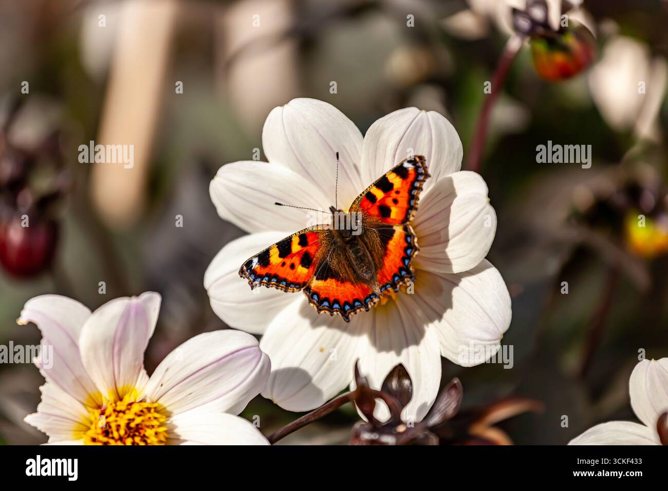 Schildpatt-Schmetterling , angezogen zum Bischof von Dover Varietät der Dahlien im schottischen Garten . Stockfoto