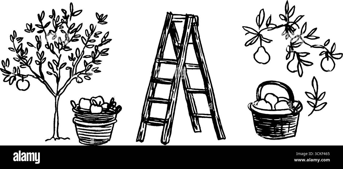 Schwarz-weiß handgezeichnete Apfelernte mit Obstgarten und Leiter. Stock Vektor