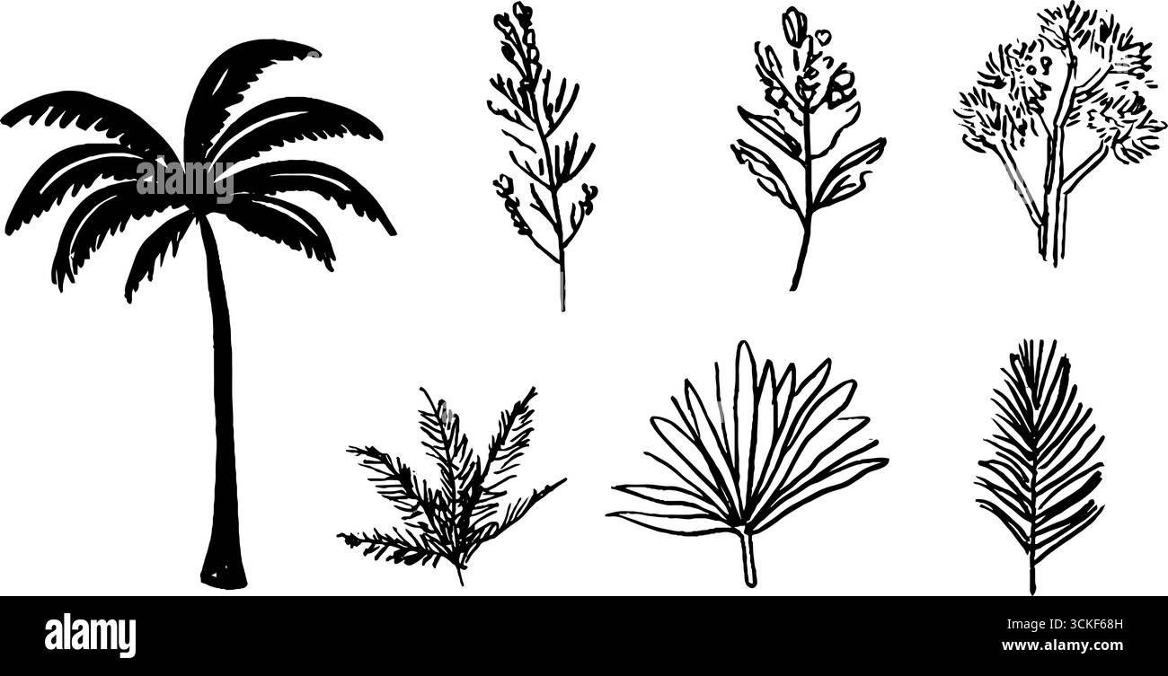 Handgezeichnete schwarz-weiße Palmenskizzen für Design und Dekoration. Stock Vektor Handgezeichnete schwarz-weiße Palmenskizzen für Design und Dekoration. Stock Vektor