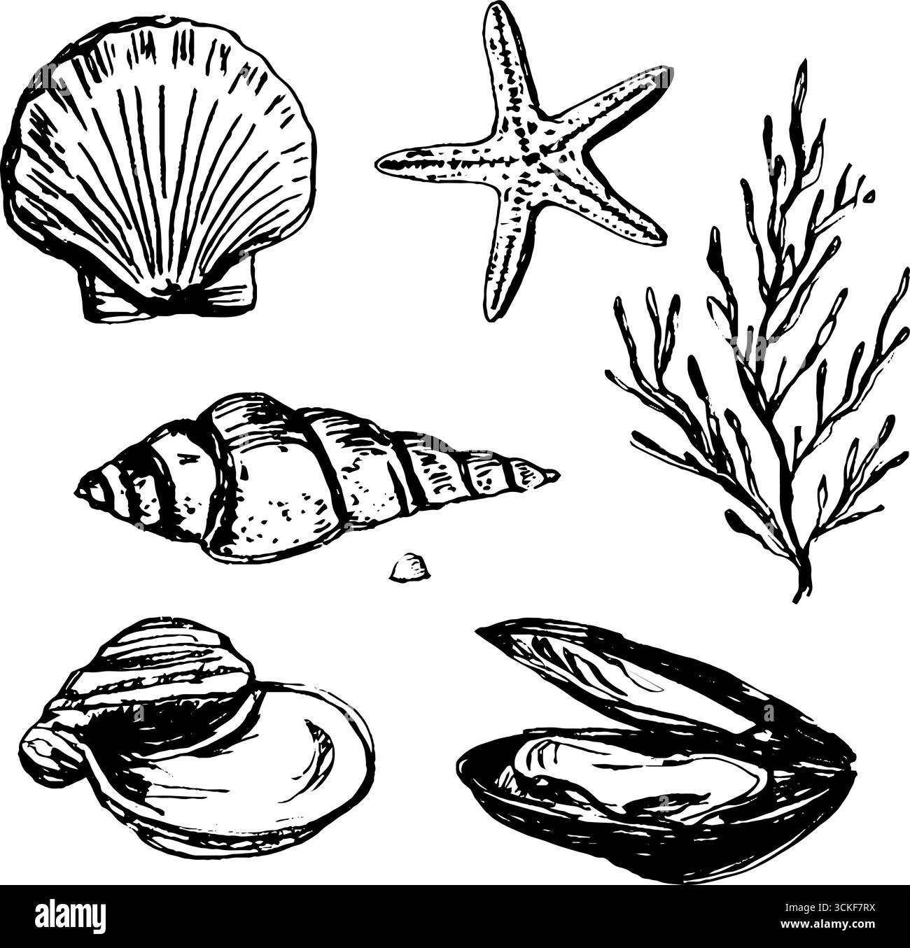 Schwarz-weißes Sketch-Set mit Muscheln und SEA LIFE für Designprojekte im nautischen Stil. Stock Vektor