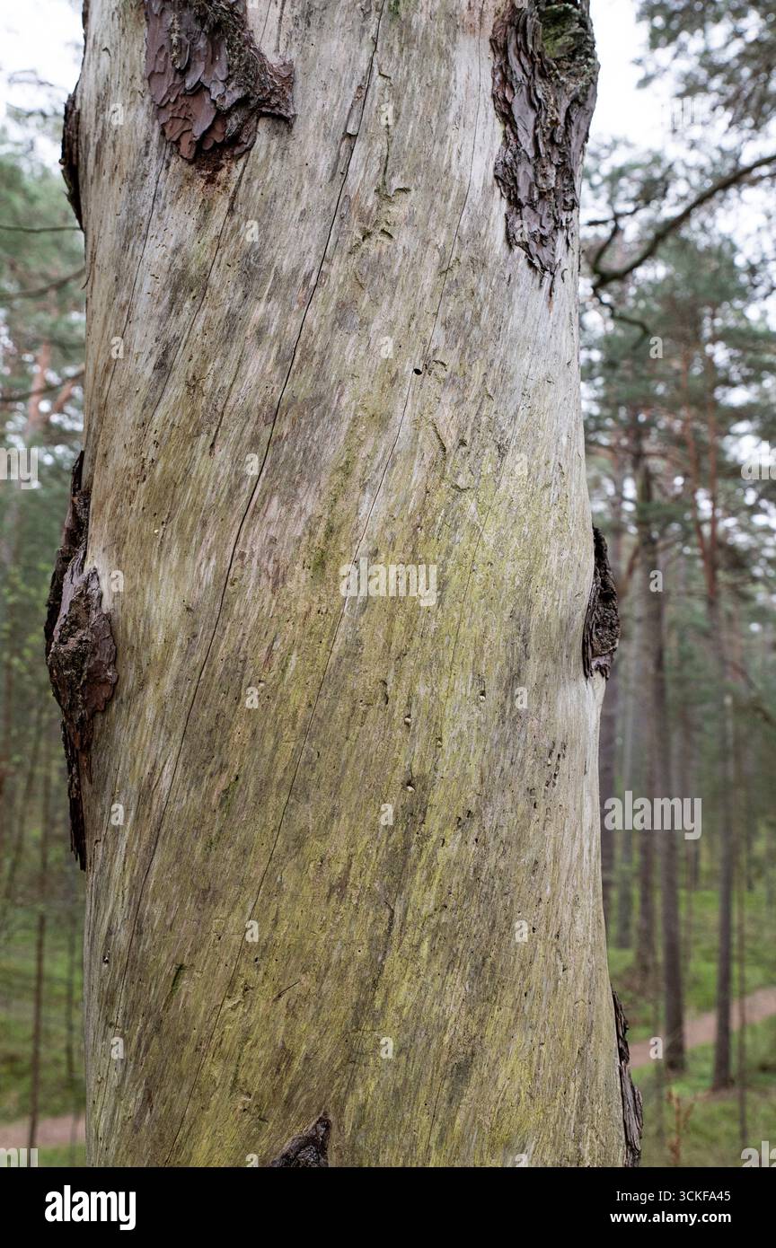 Nahaufnahme der Baumstammstruktur als natürlicher Hintergrund. Vertikales Foto. Stockfoto