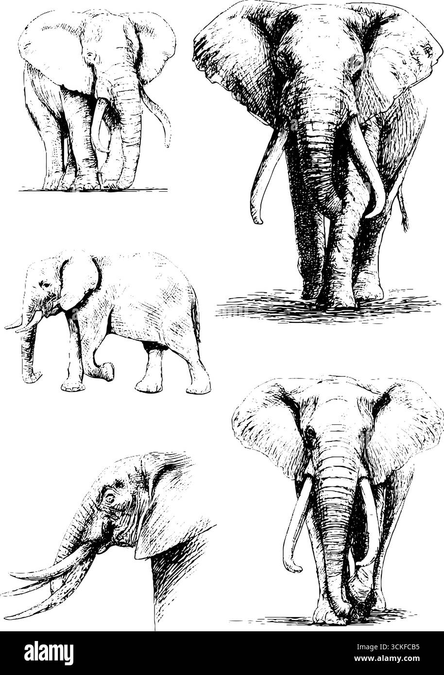 Detaillierte Elefantenskizzen: Erwachsene und Baby-Elefanten in verschiedenen Posen. Stock Vektor