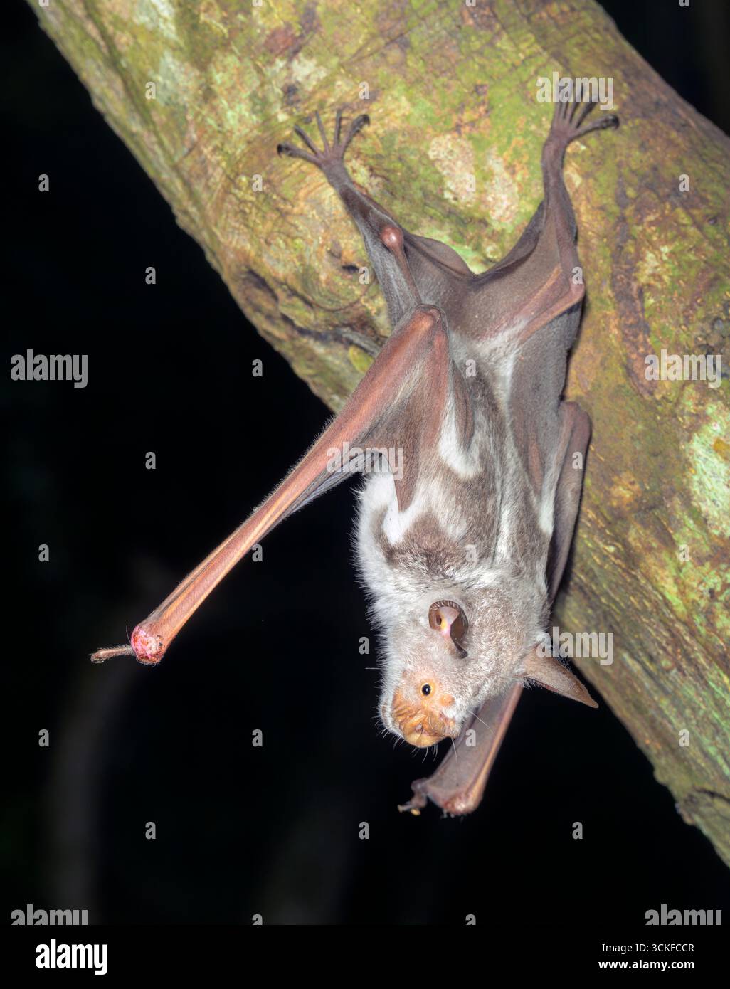 Gestreifte Blattnasenfledermaus (Macronycteris vittata), die an einem Baum hängen, Kwale County, Küste Kenias. Stockfoto