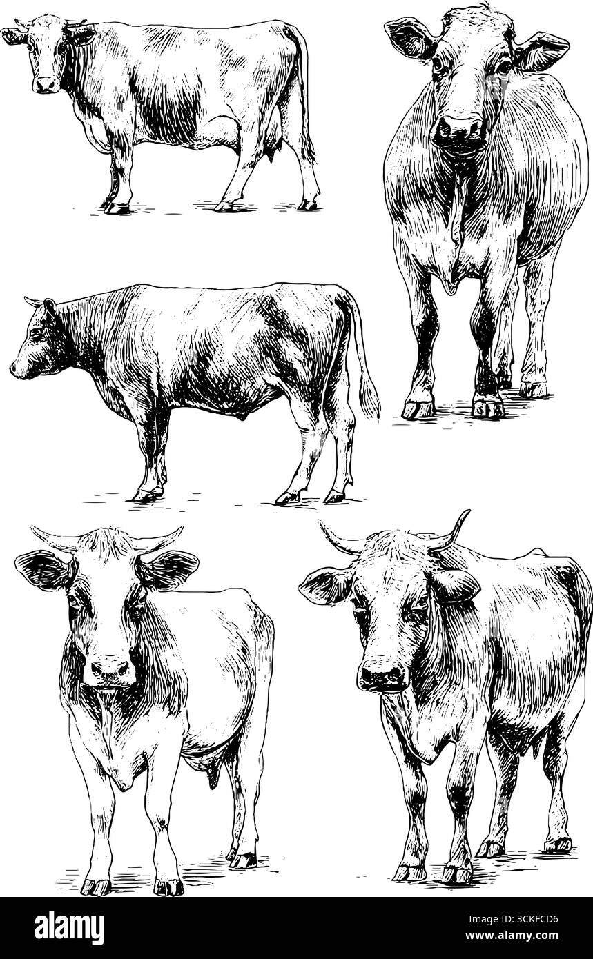 Schwarz-weiße Skizzen von fünf Kühen in verschiedenen Posen. Stock Vektor