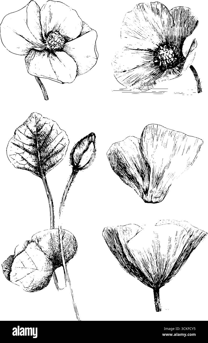 Detaillierte botanische Illustrationen von Blumen und Blättern in Schwarz-weiß. Stock Vektor