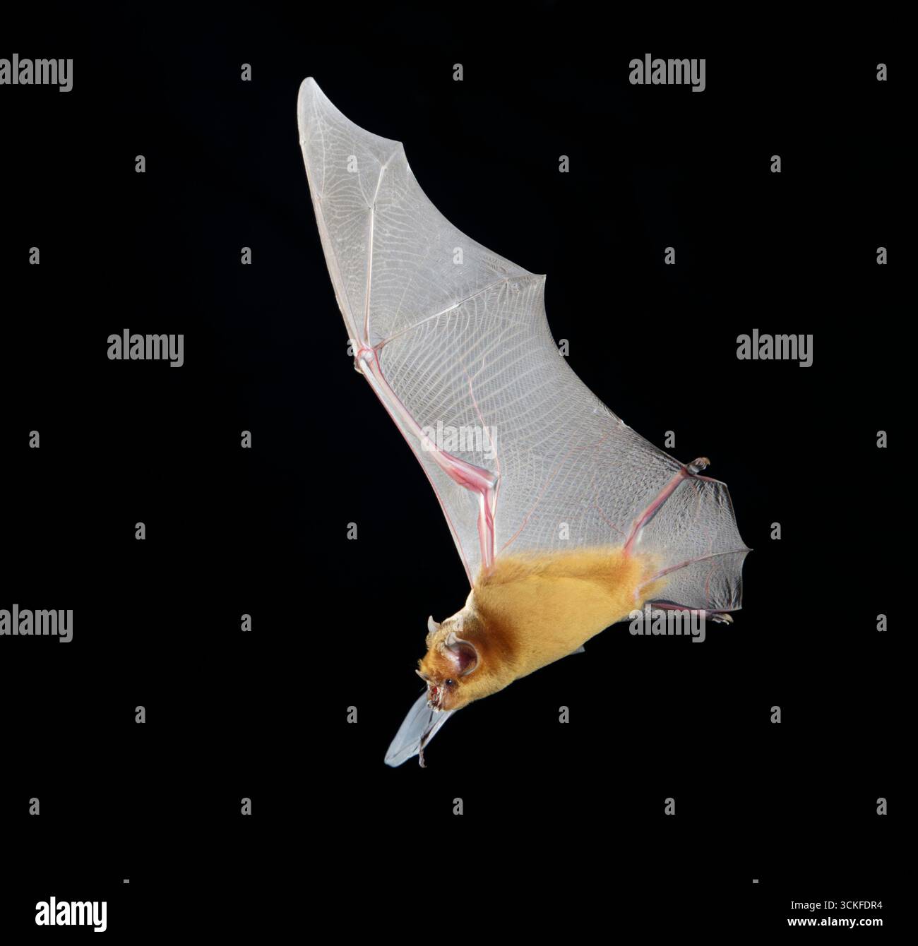 Afrikanische Trident Fledermaus (Triaenops afer) fliegen in der Höhle Mdenyenye Cave, drei Schwesterhöhlen, Kwale County, Küste Kenia. Stockfoto