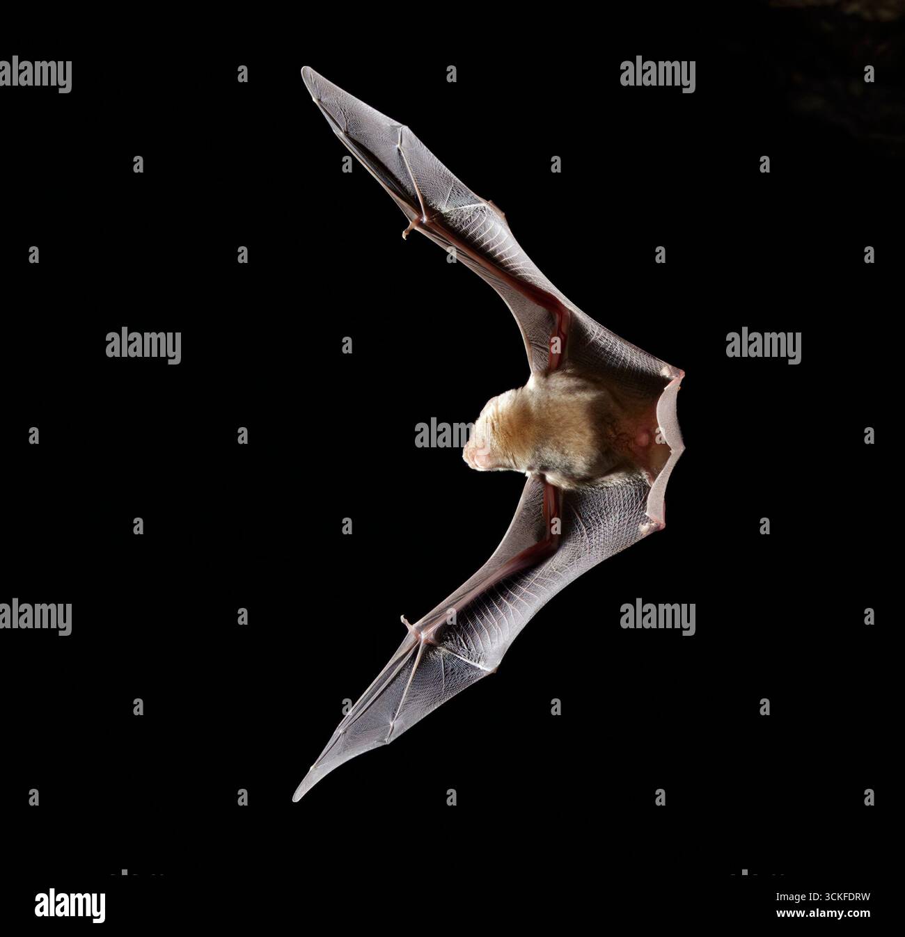 Afrikanische Trident Fledermaus (Triaenops afer) fliegen in der Höhle Mdenyenye Cave, drei Schwesterhöhlen, Kwale County, Küste Kenia. Stockfoto
