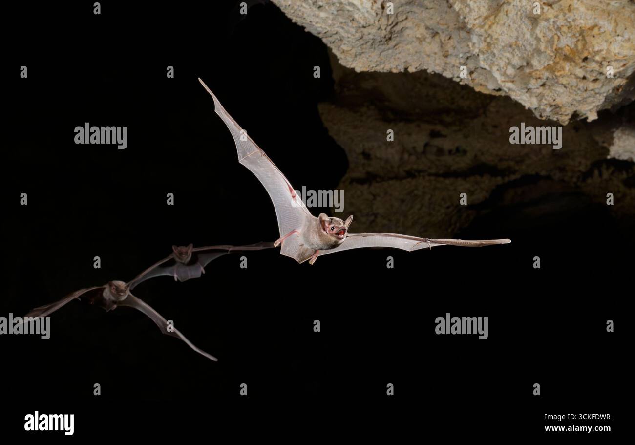 Afrikanische Scheidenschwanzfledermäuse (Coleura afra) fliegen in der Höhle, Kilifi County, Küste Kenias. Stockfoto
