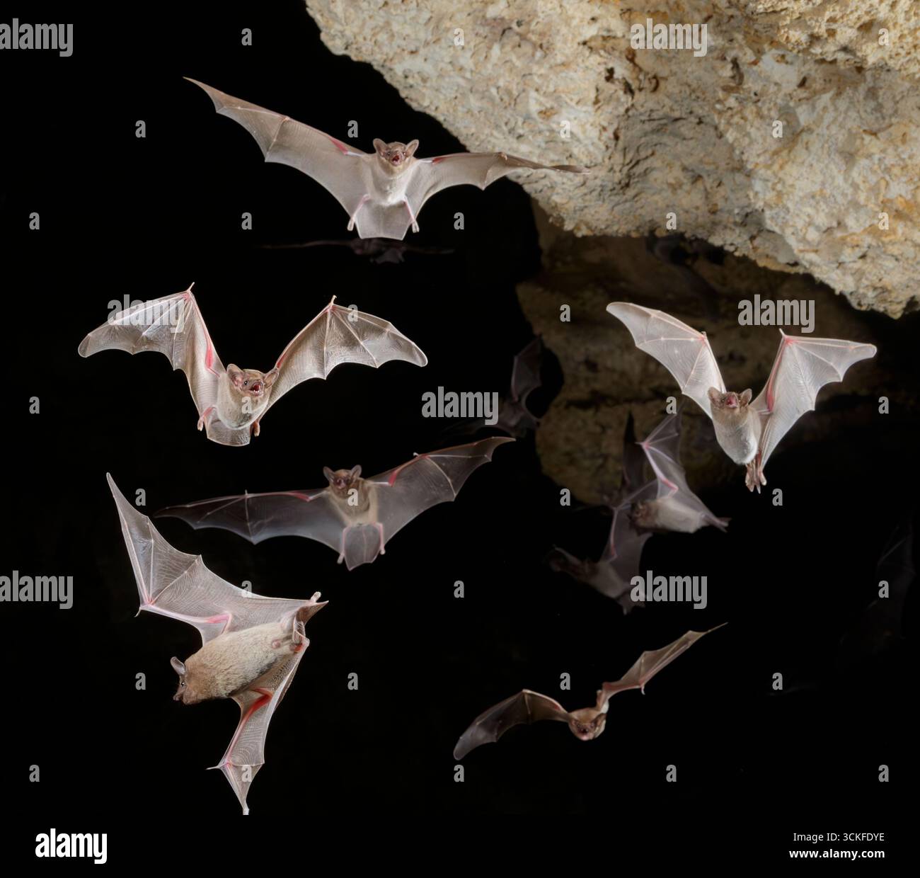 Mehrere afrikanische Hüttenschwanzfledermäuse (Coleura afra) fliegen in der Höhle, Kilifi County, an der Küste Kenias. Stockfoto