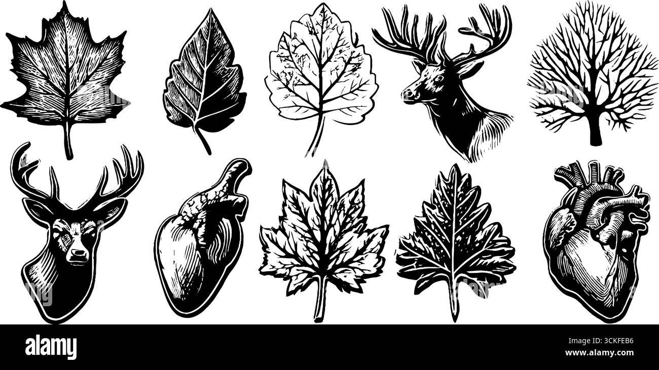 Sammlung detaillierter Illustrationen zu Natur und Anatomie mit Blättern, Hirschen und menschlichen Herzen. Stock Vektor