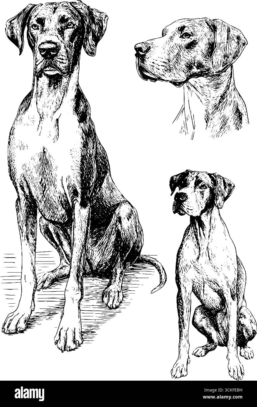 Große dane-Skizzen: Detaillierte Hundebilder majestätischer Hunde. Stock Vektor