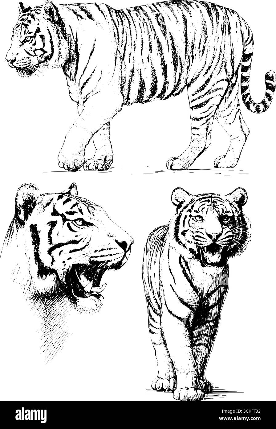 Detaillierte Skizzen des Tigers in drei dynamischen Posen. Stock Vektor