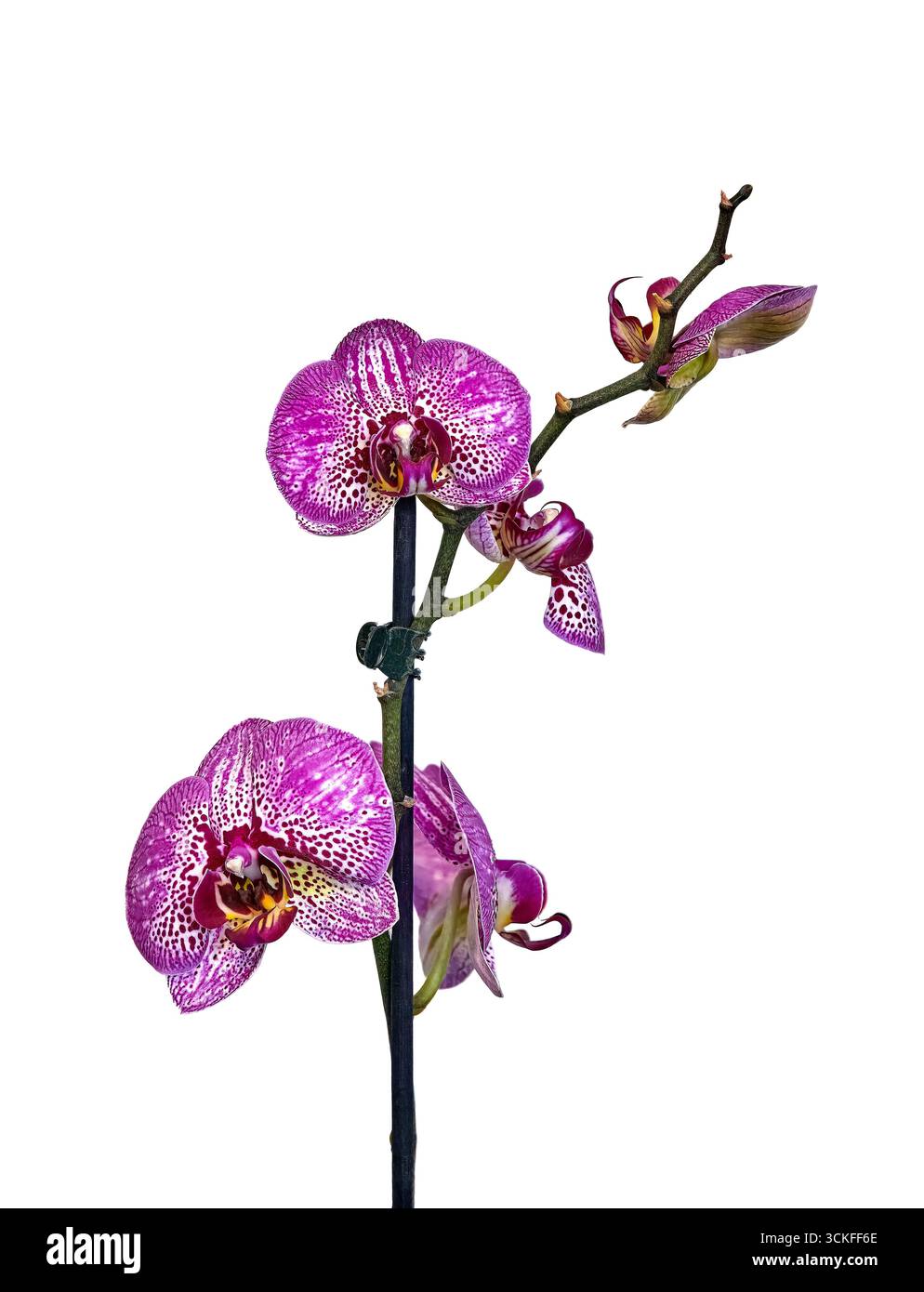 Bild einer purpurnen Orchidee auf weißem Hintergrund Stockfoto