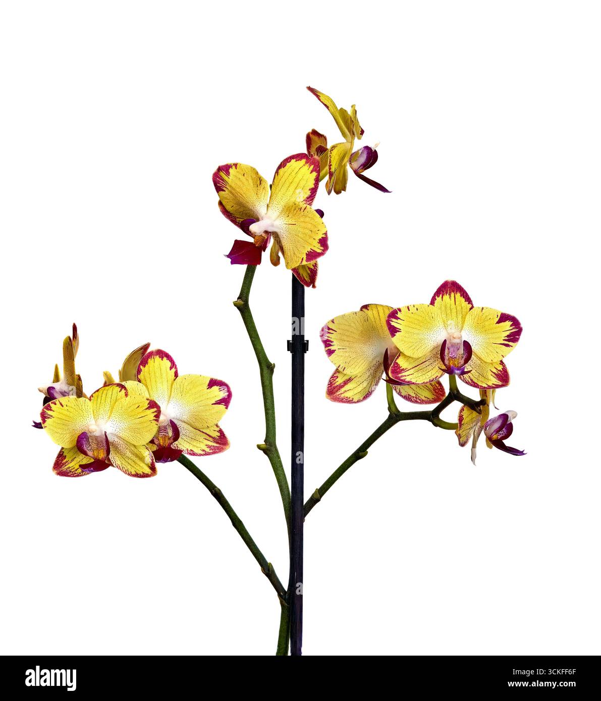 Bild einer gelben Orchidee in Innenräumen auf weißem Hintergrund Stockfoto