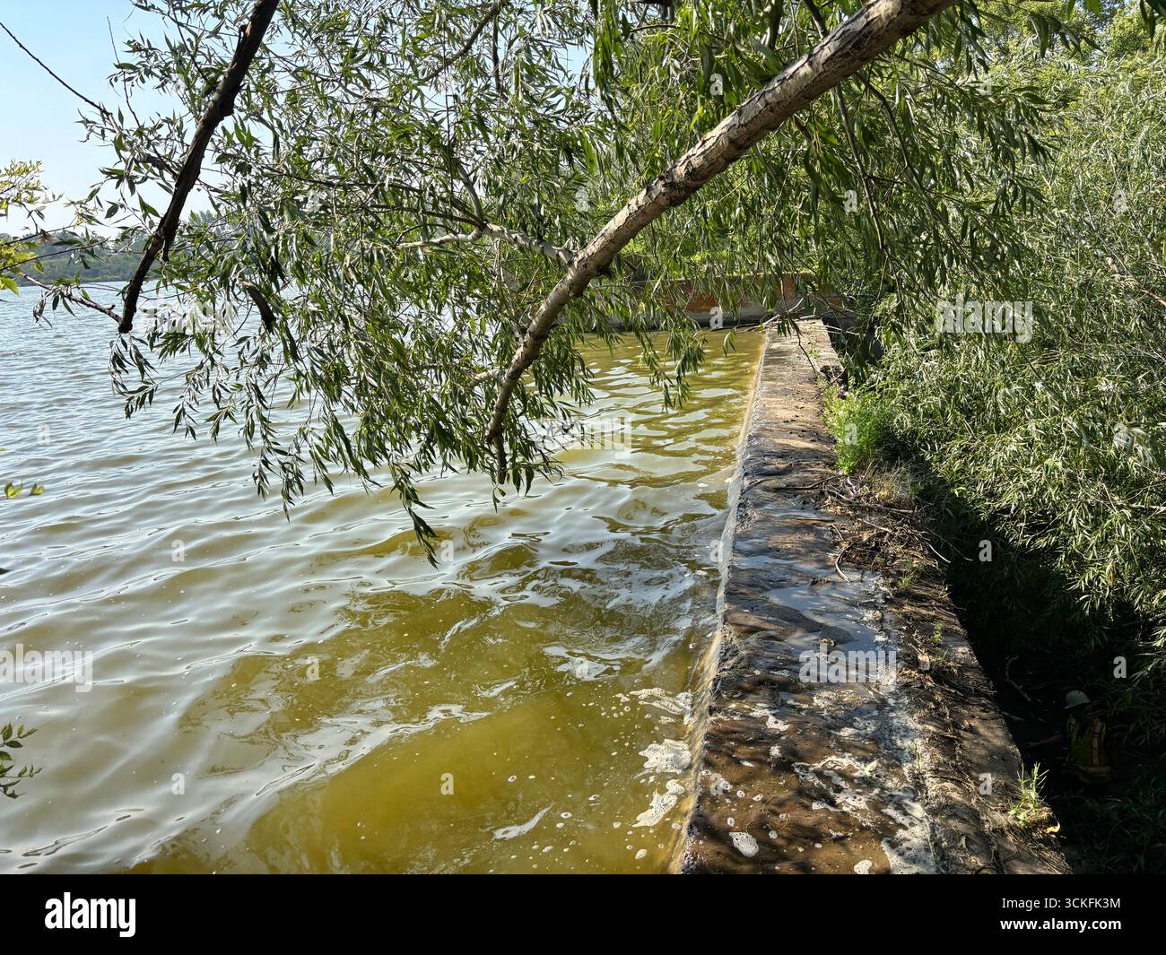 Uferlinie mit Betondamm entlang ruhigem Wasser und Laubbaumästen, die darüber hängen. - Smartphone-aufgenommenes Stockfoto