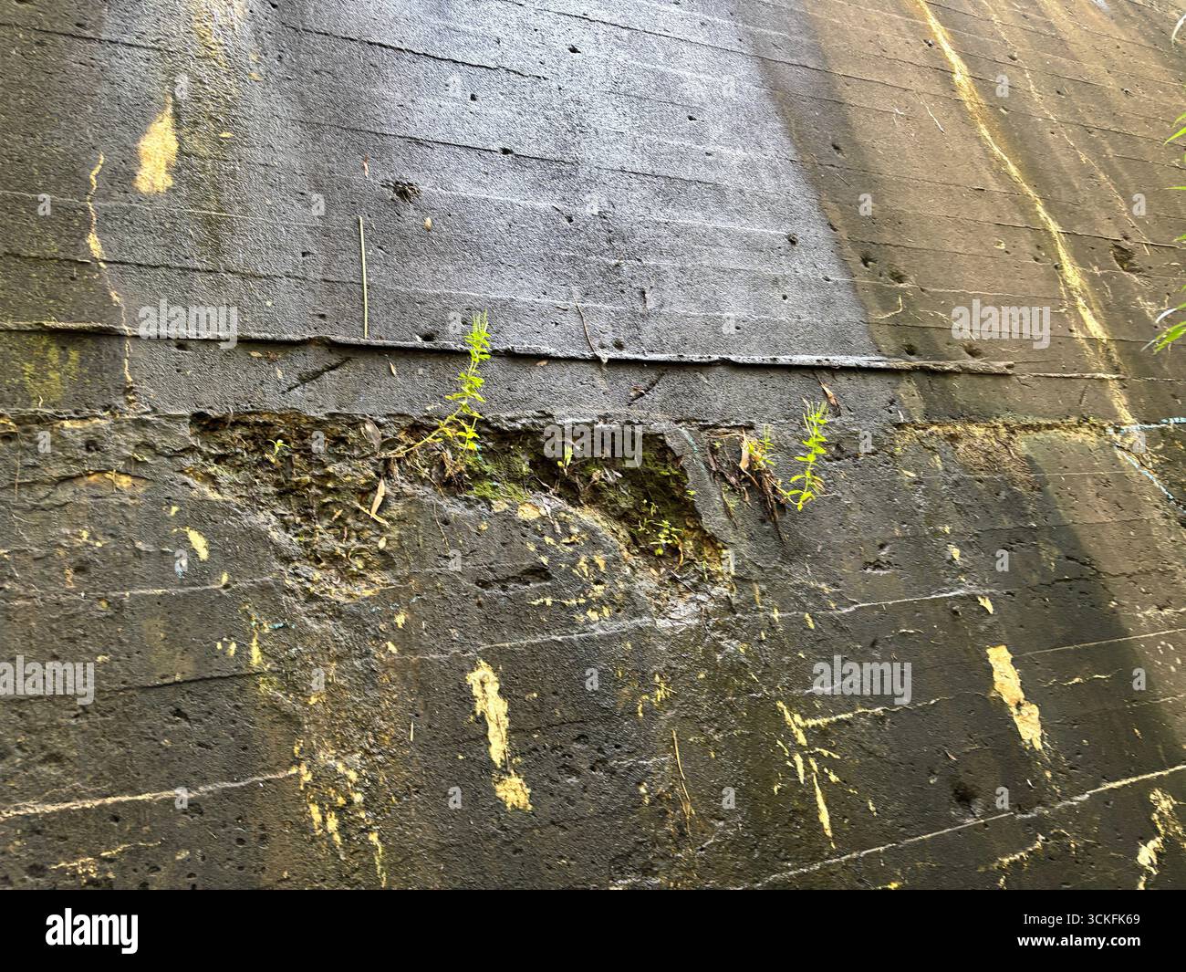 „Die verwitterte Betonmauer erzählt von urbanem Verfall und der ruhigen, beharrlichen Kraft der Natur. Schatten heben die rauen Strukturen mit neuem Leben hervor.“ - Smartphone-aufgenommenes Stockfoto