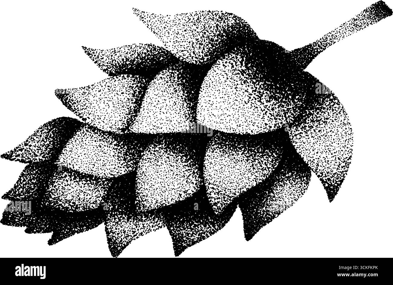 Detaillierte Illustration des botanischen Designs von Hopfenkegel für Drucke. Stock Vektor