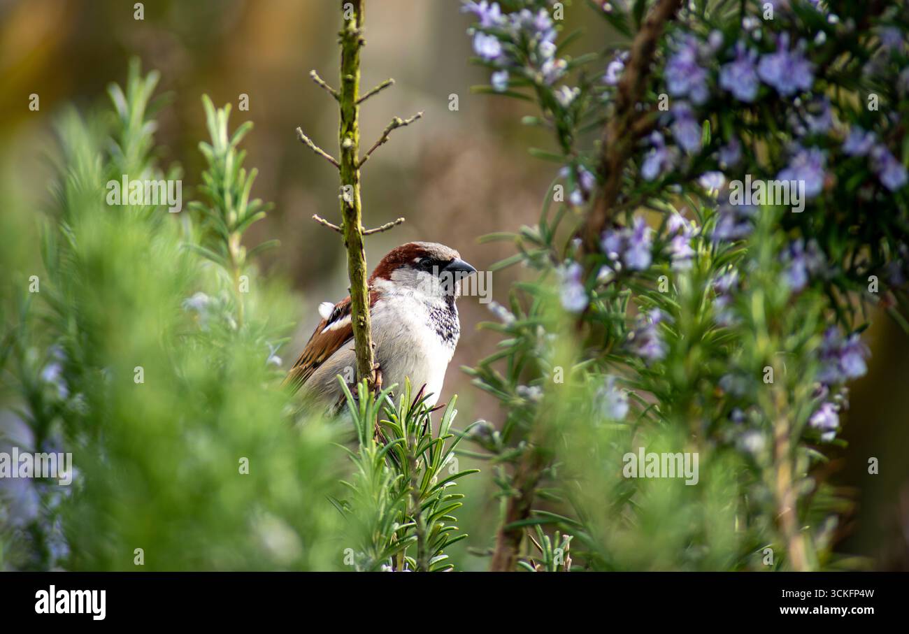 Der House Sparrow (Passer domesticus) ist ein Vogel der Familie der Spatzen Passeridae, der in den meisten Teilen der Welt vorkommt. Stockfoto