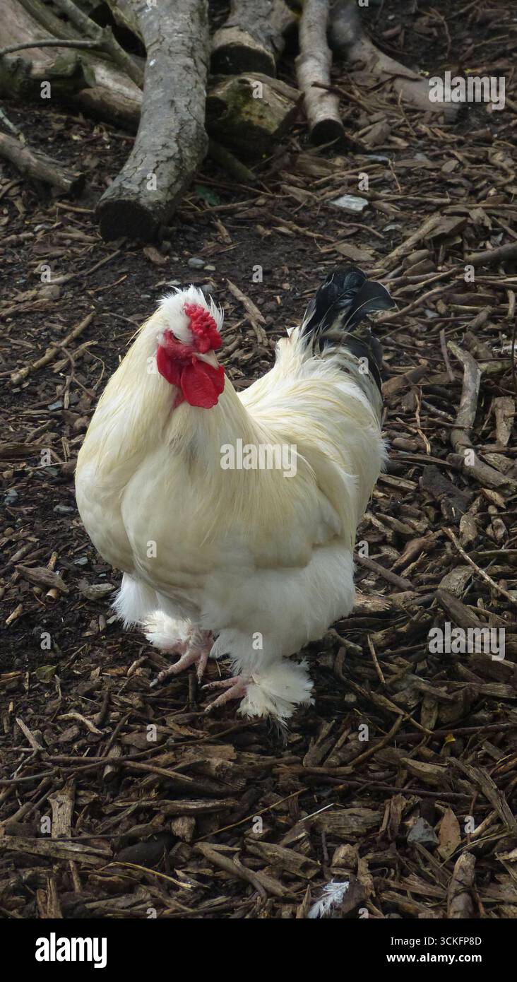 Ein stolzer weißer Hahn steht wachsam auf dem Waldboden, sein leuchtender roter Kamm und sein flauschiges Gefieder betonen seine Präsenz auf dem rustikalen Bauernhof Stockfoto