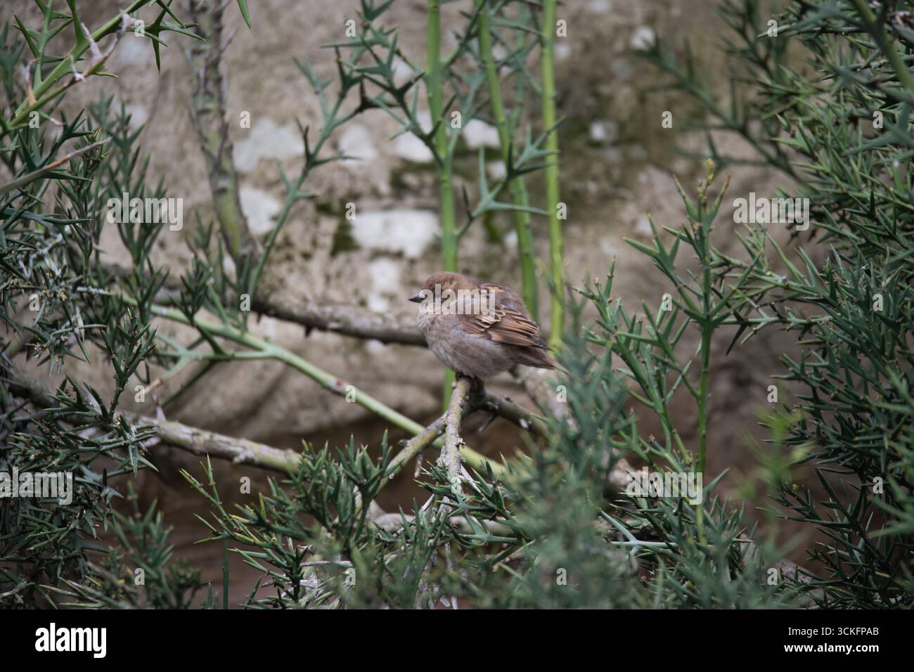 Der House Sparrow (Passer domesticus) ist ein Vogel der Familie der Spatzen Passeridae, der in den meisten Teilen der Welt vorkommt. Stockfoto
